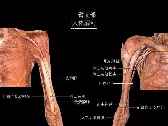 上肢解剖结构图图片