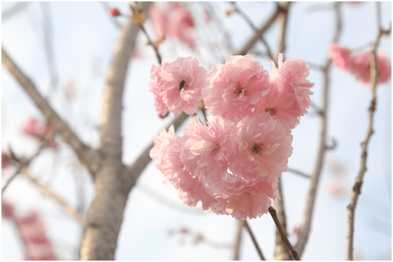 今年春节    去麻涌坐小火车醉赏樱花