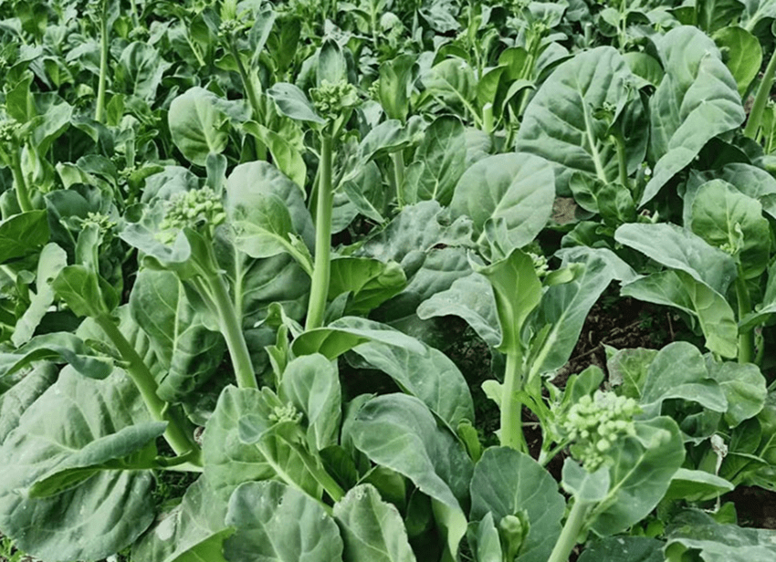 从种到收不到两个月产量高效益好的菜心成菜农种植的首选