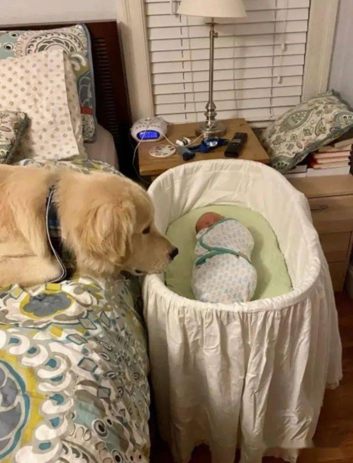 狗狗养多久跟主人亲 eec3fce38aab4978ae737b75eca55081.jpeg