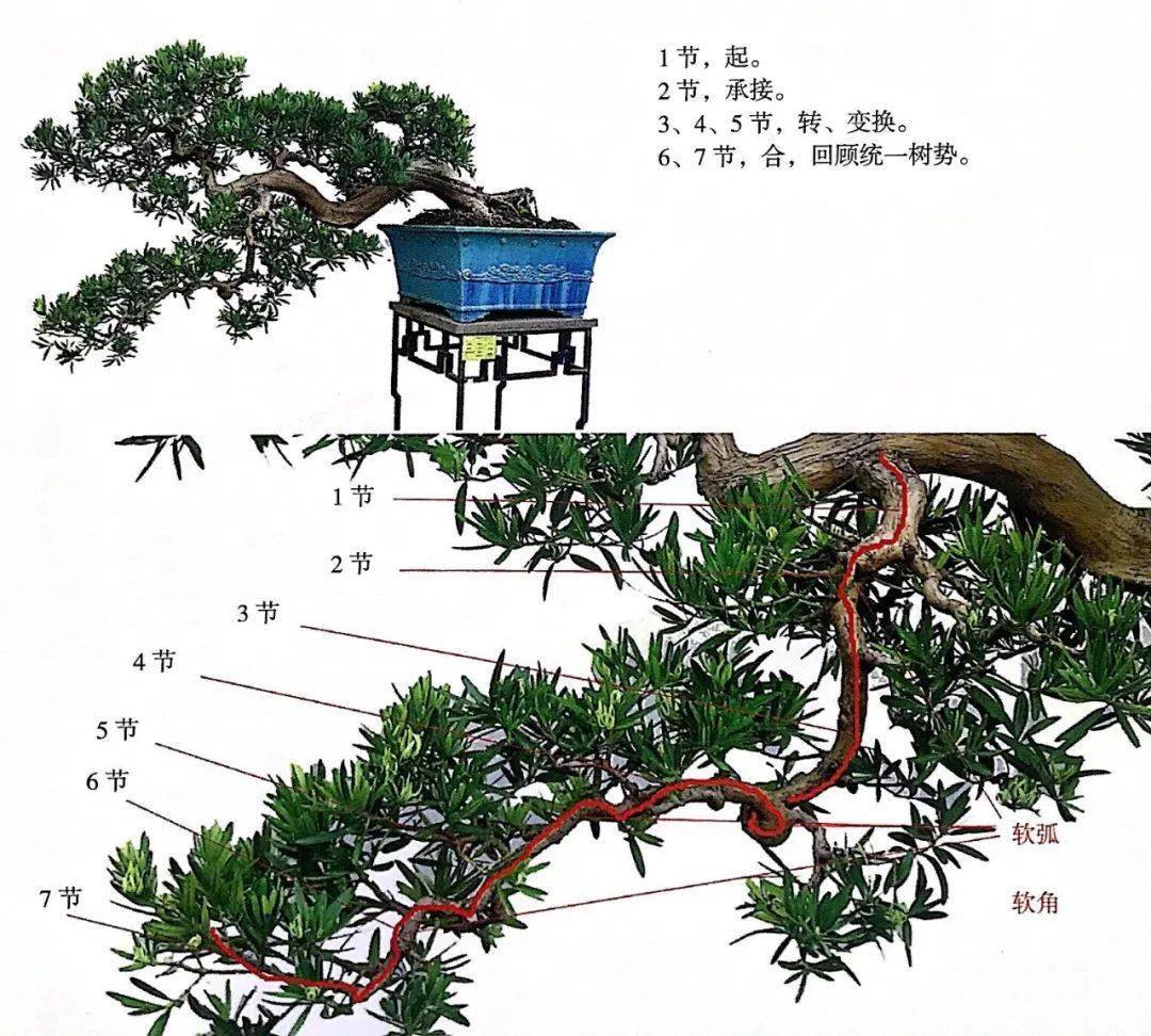 掌握5种岭南盆景的造型枝法就能创作出变化多端的盆景作品