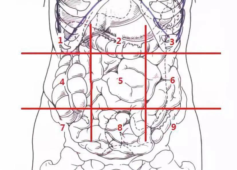 【醫學科普】肚子哪裡疼?一張