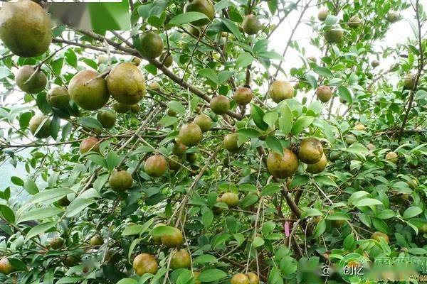 油茶苗的栽培技术和管理