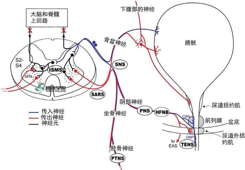 男性泌尿生殖系統疼痛_盆腔