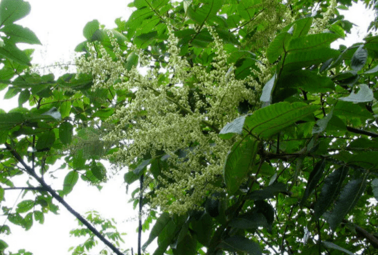 植物趣闻:奇特的调味树!