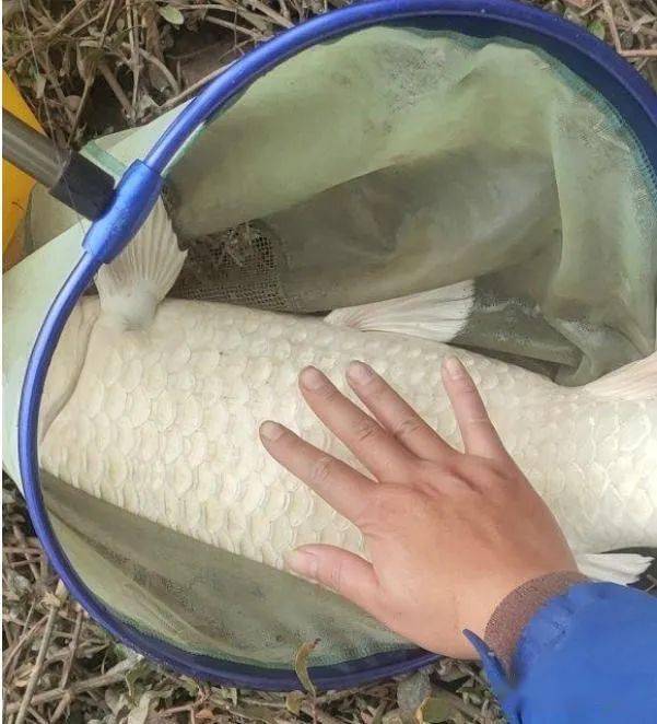 或者这实际上是一条罕见的雪白鳞片"变异鲤鱼"