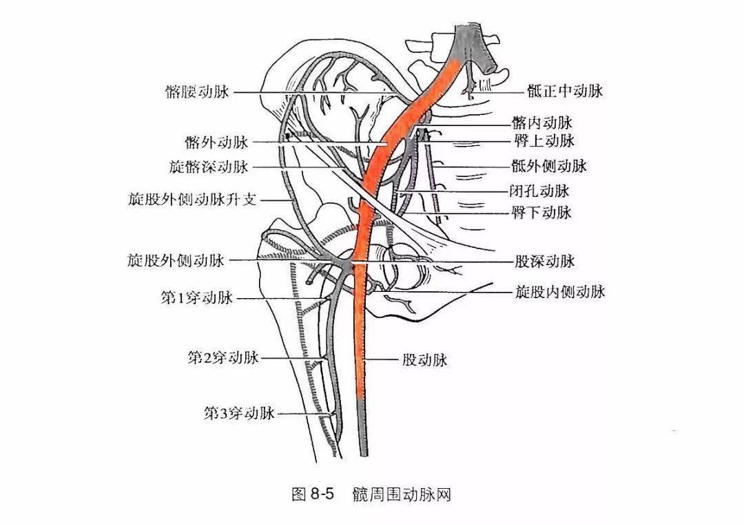 儿童股动脉位置图片图片