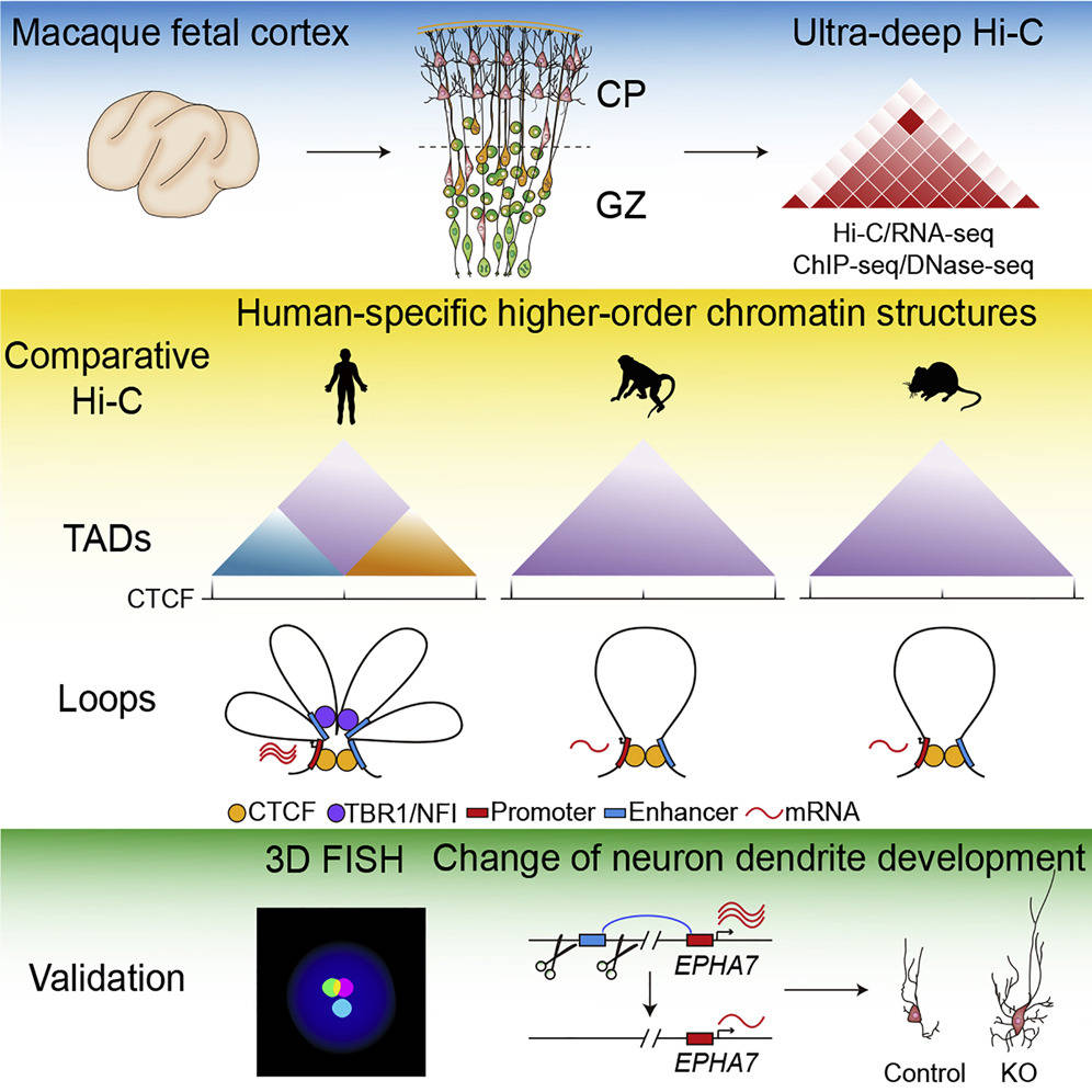 大腦如何進化？中國團隊首獲獼猴胎腦發育染色質精細空間構象 國際 第2張
