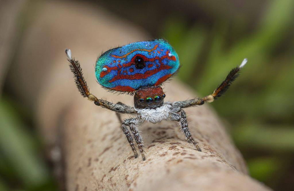 德摄影师抓拍孔雀蜘蛛"舞蹈"瞬间 多彩腹部宛若绚丽舞台装