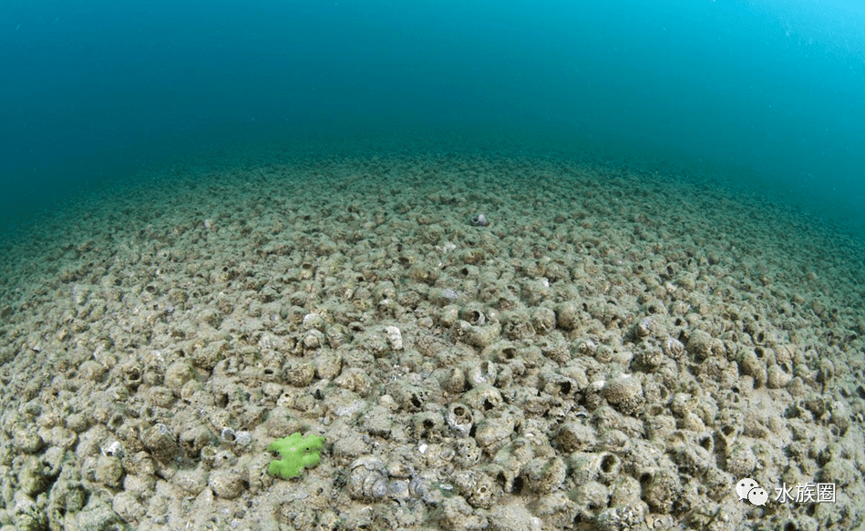 马拉维湖水下图片