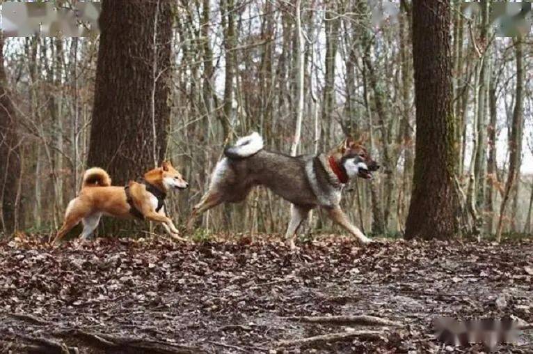 其实日本不止 忠犬八公 哟 柴犬