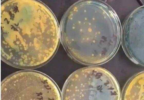 作用,具有极强的穿透力和渗透性,能够破坏细菌的细胞膜,对哈氏弧菌,副