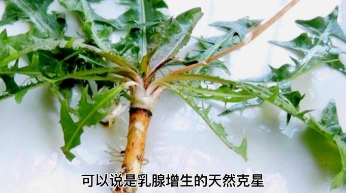 一种植物的根是乳腺增生的克星用来泡水喝通乳散结还消炎