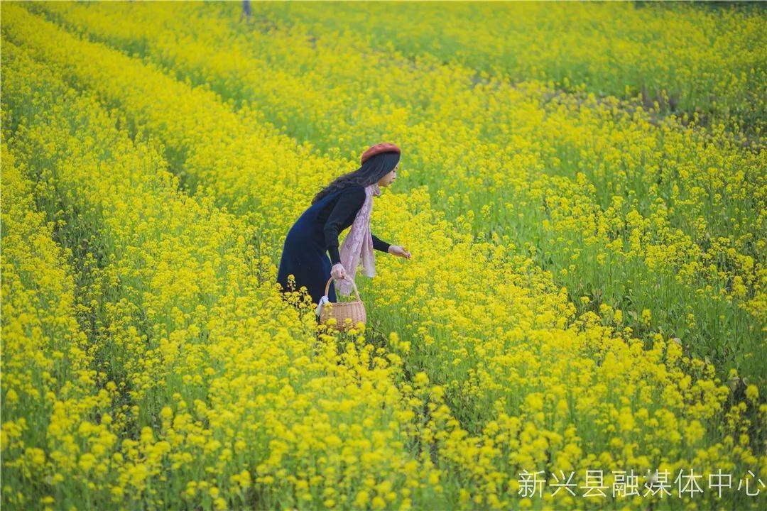 新興油菜花海嬌豔欲滴惹人醉!