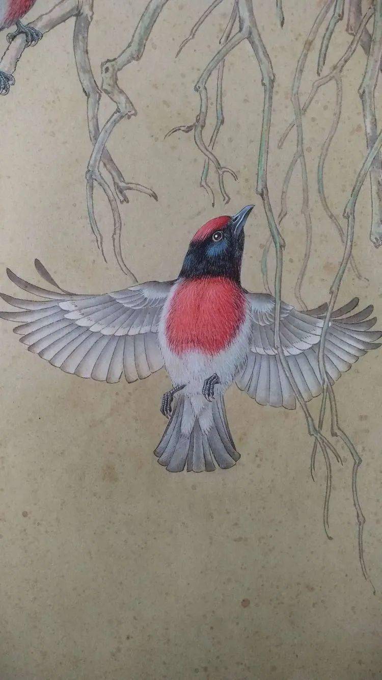 陈松岩教授工笔白孔雀牡丹技法班2月21日开课