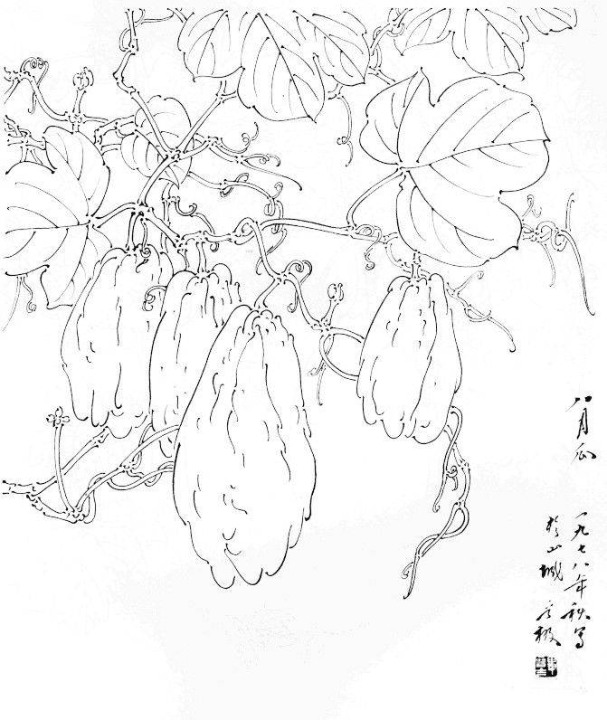 值得好好觀摩的30幅蔬菜水果白描稿