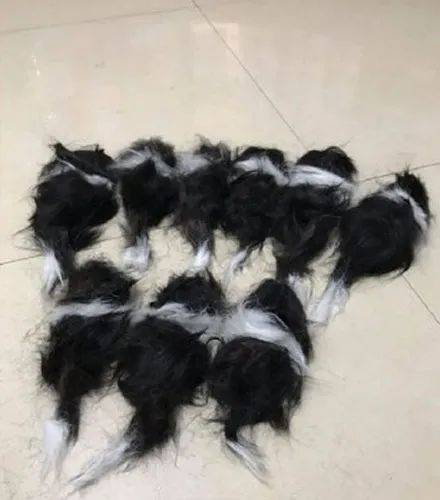 邊境牧羊犬剃完毛竟然生出11隻寶寶，網友看後笑翻，想領養一隻！ 萌趣萌寵 第2张