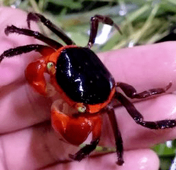 吸血鬼蟹红恶魔蟹