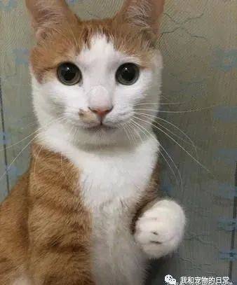 橘猫被训话下秒撒娇装无辜出头戏超多根本戏精