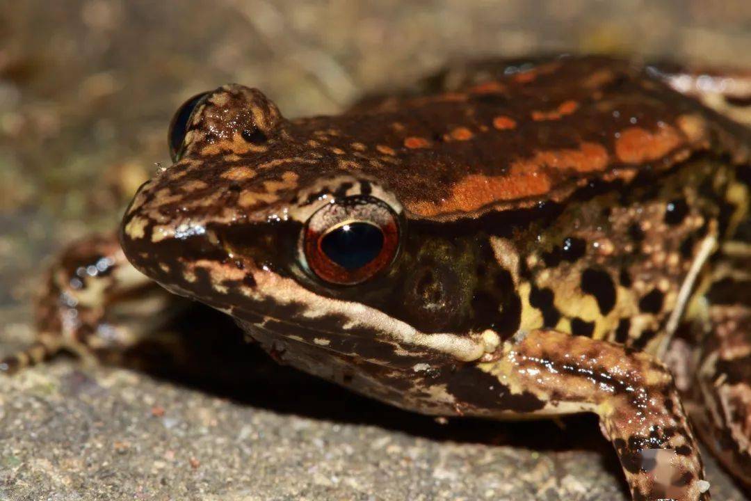 在梅花山自然保护区又发现福建新记录种粤琴蛙