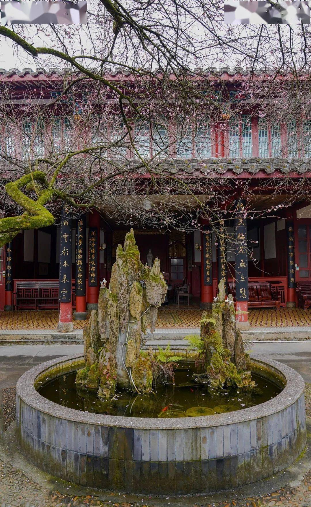 白梅似雪视频源自抖音博主海洋属福州一绝林阳寺的梅花林阳寺又到一