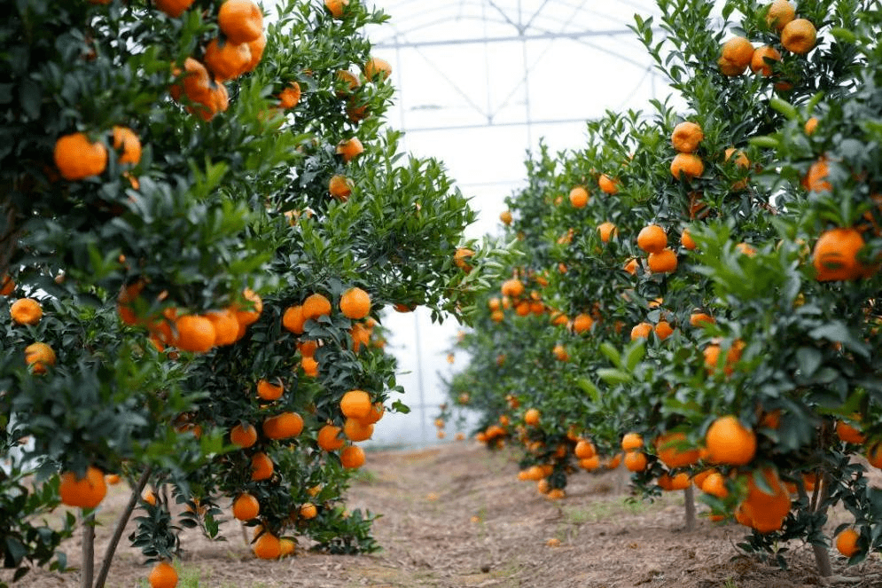 柑橘园区图片