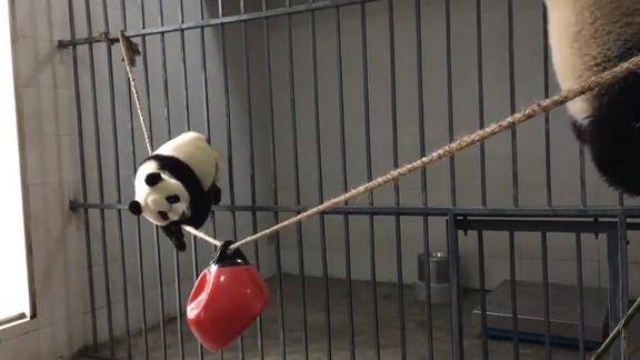 熊猫宝宝学习小龙女绳上耍杂技一脸嘚瑟
