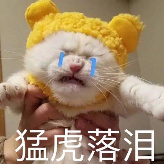 史上最慘，女孩看了會暈厥的大型養貓災難片！ 萌趣萌寵 第1张