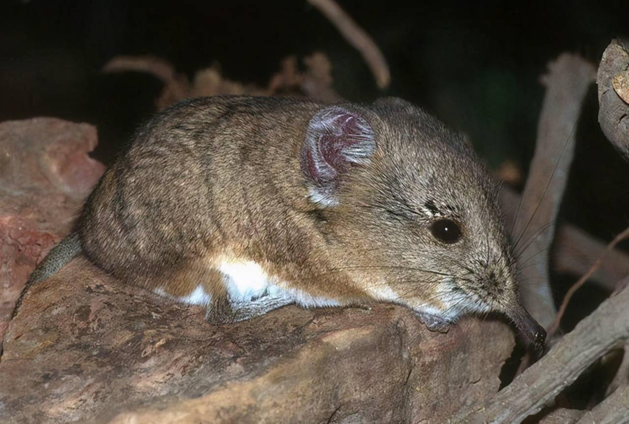 广东发现珍稀动物"四不像" 红外相机拍下它觅食罕见画面(图)