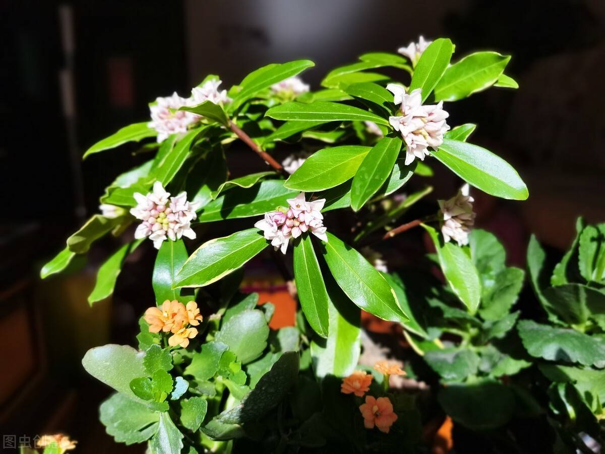 喜欢养芳香花卉的人客厅只养一盆夺香花好闻又大气