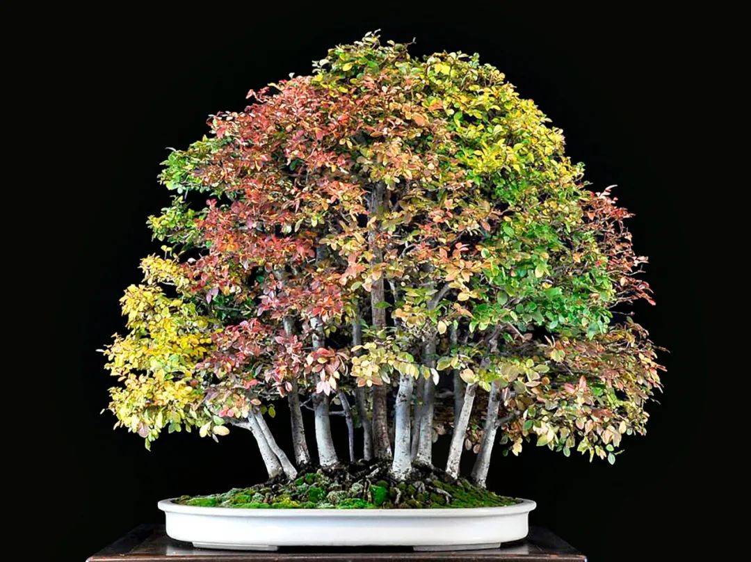 国外盆景作品欣赏