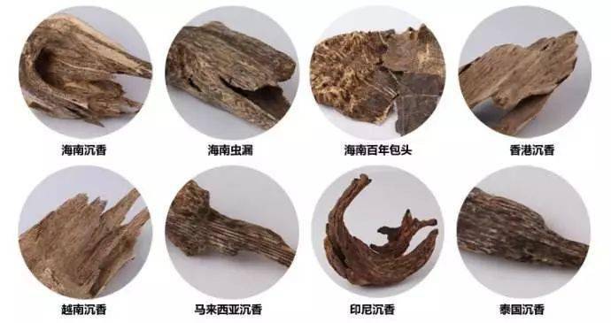 关于沉香一定要了解的知识沉香树种类结构与形成