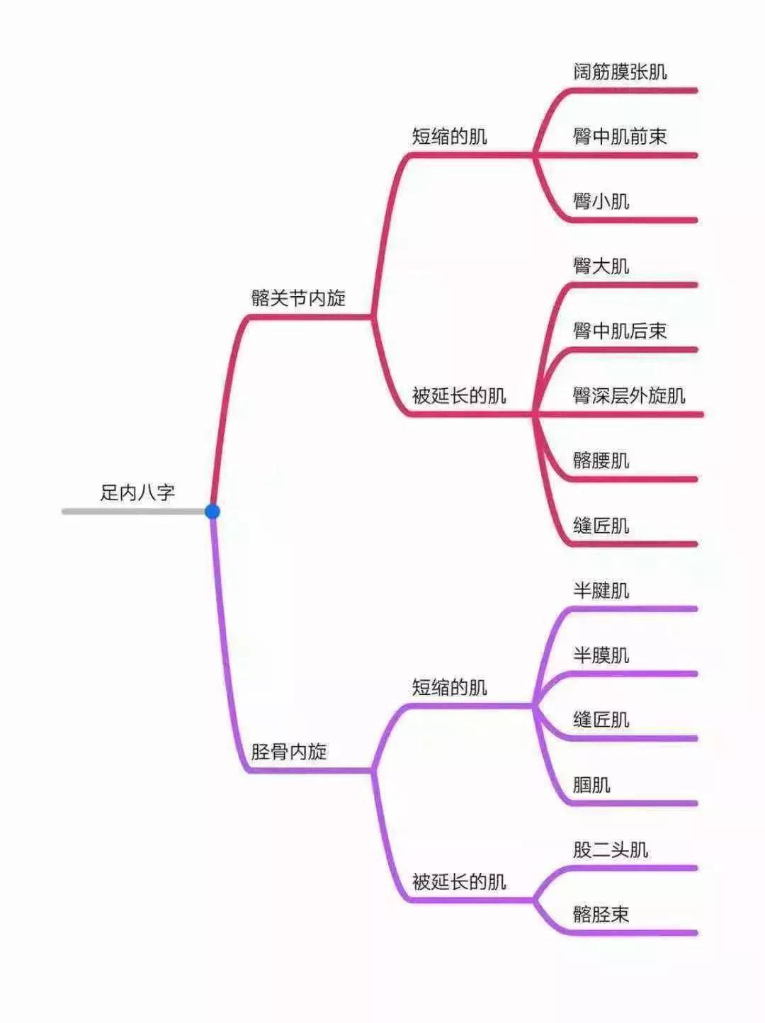 异常姿势解剖学分析导图