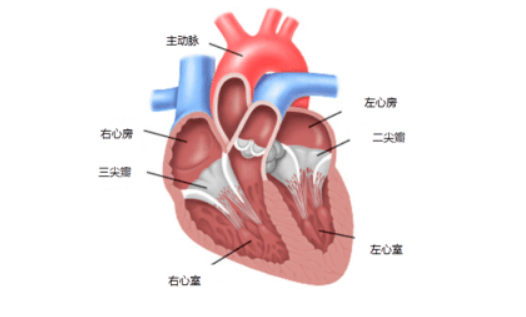 心脏超声正常值