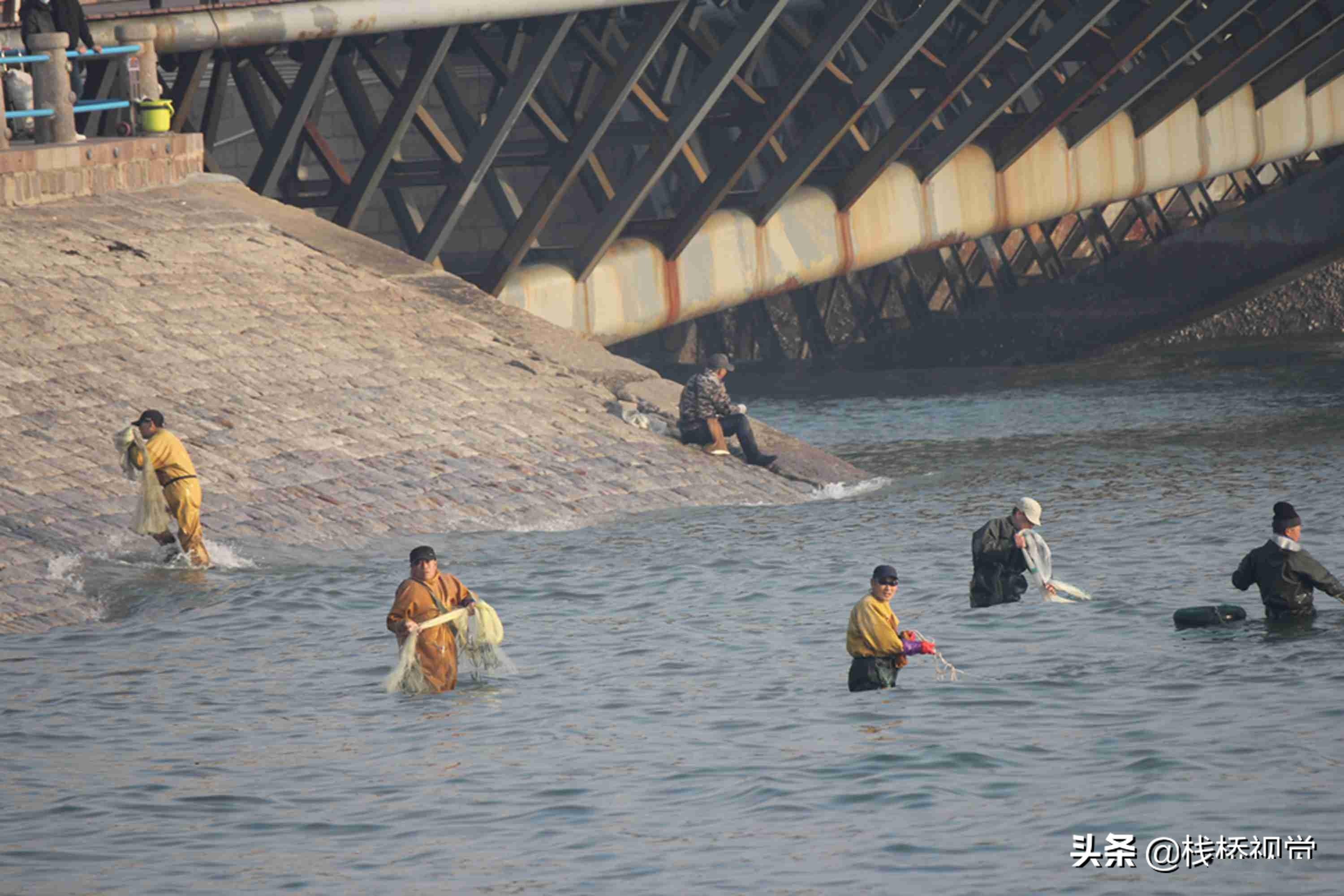 魚魚魚好多魚青島前海迎魚汛五四廣場下海撒網捕魚引圍觀