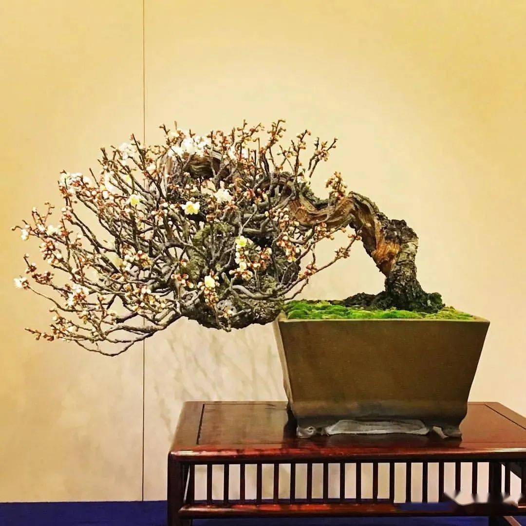极品梅花盆景200款,绝对值得一看!