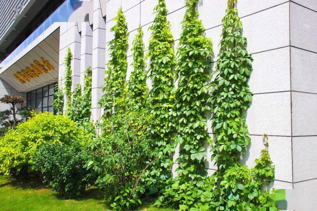 常见垂直绿化工艺介绍及攀缘植物介绍