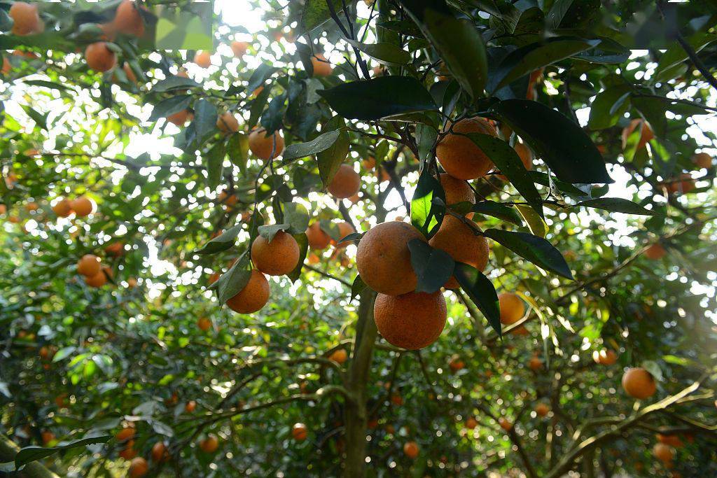 福建福州：柑橘丰收老农乐