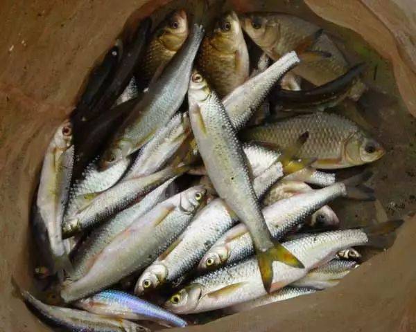 这种小鱼身材修长长得很是墩实我们管它叫老太婆