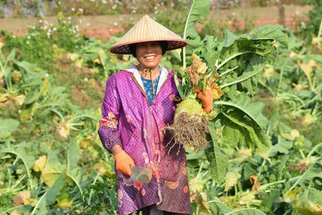 最重一个达10斤均安大头菜今年迎来大丰收