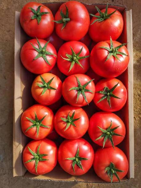 番茄怎么发朋友圈 dd545e2b66894080be65262f9a286e96.jpeg