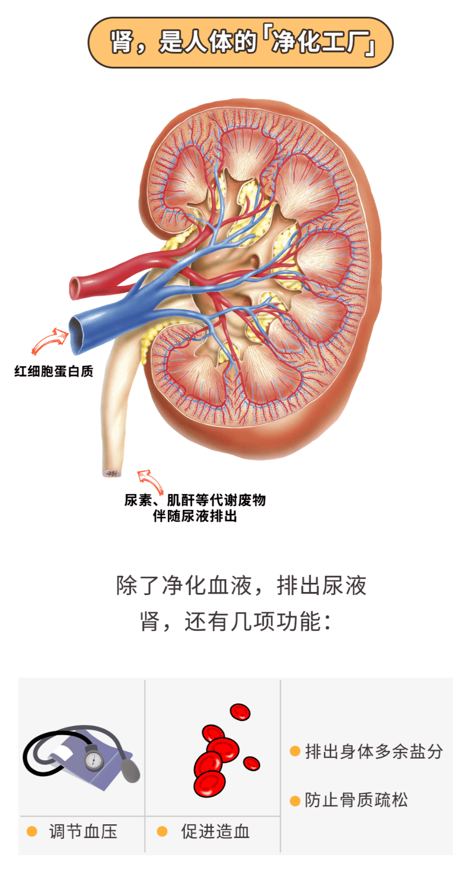 肾脏工作过程图讲解图片