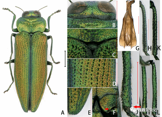 虫研捷报我国眼吉丁属新增一新种两新纪录种