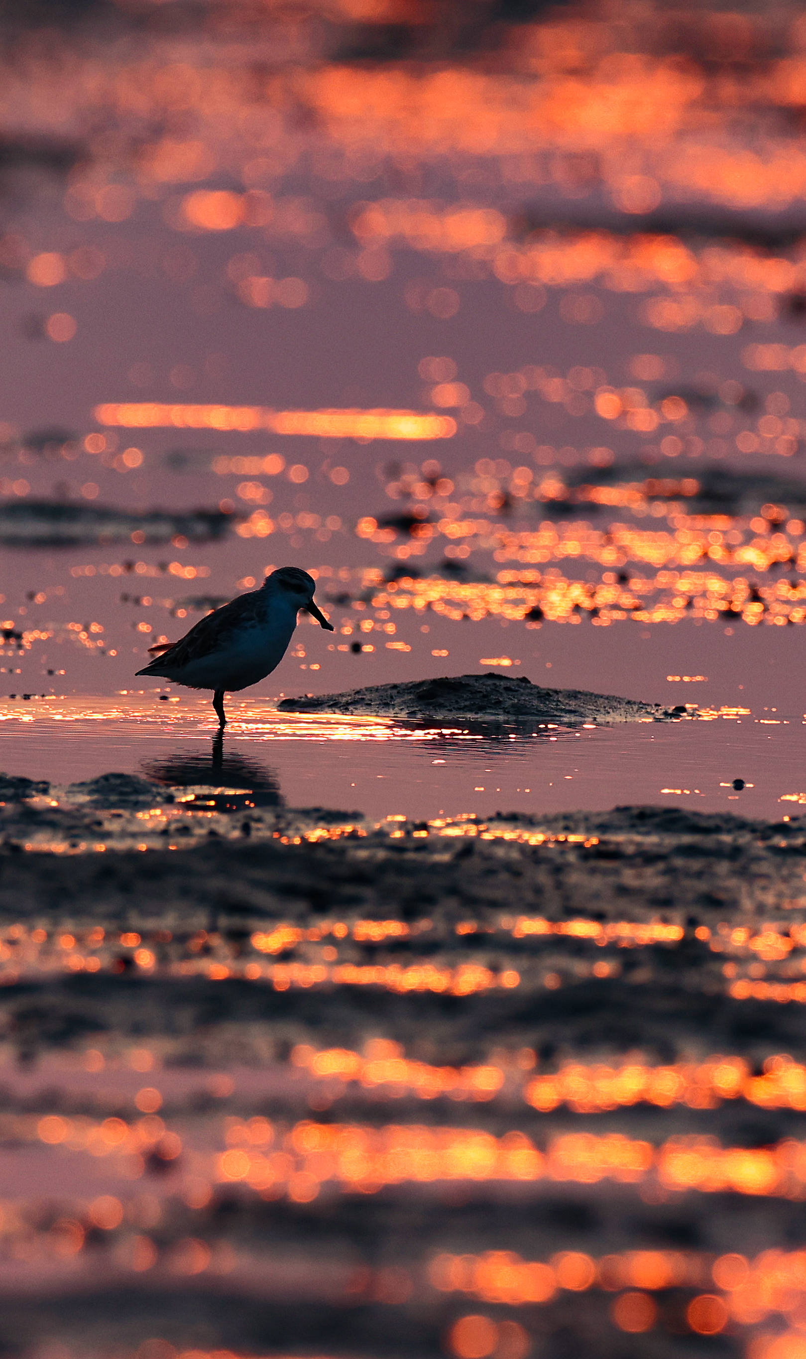 鸟舞翩跹海之南_海南