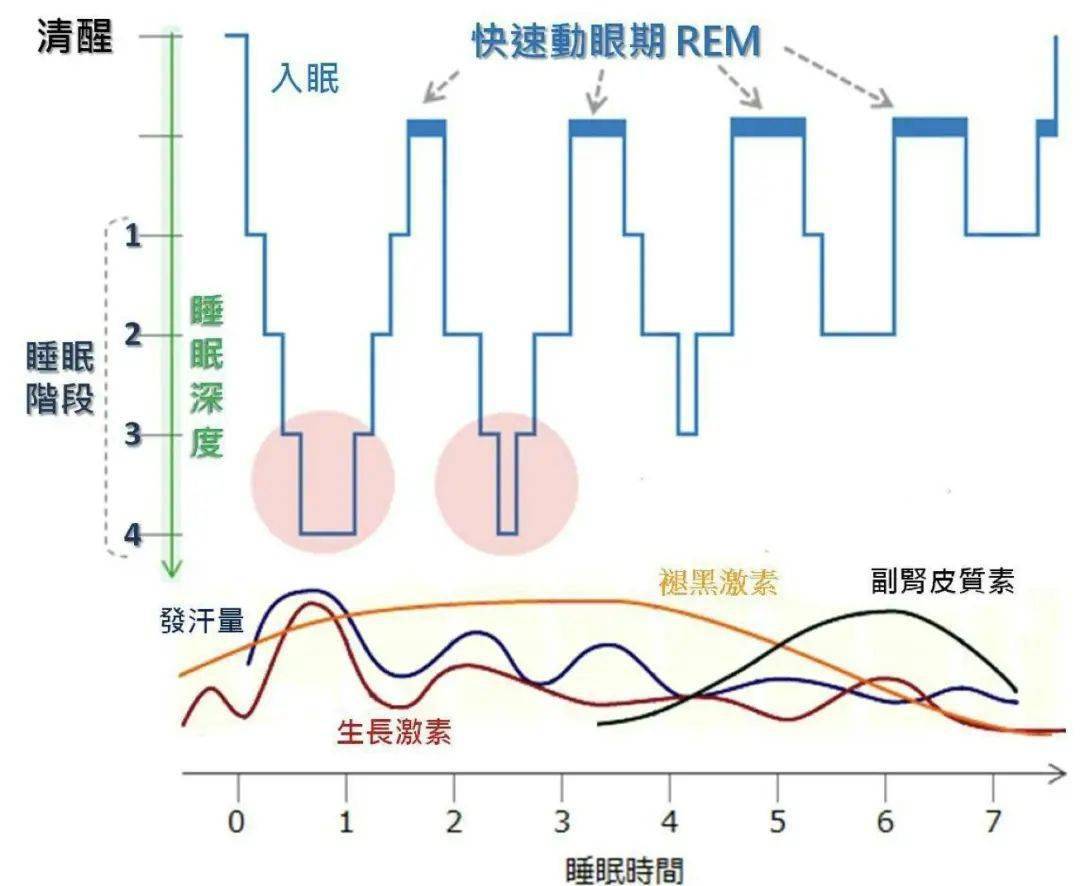 重要的不是睡8小时 而是睡够睡眠周期 杜仲