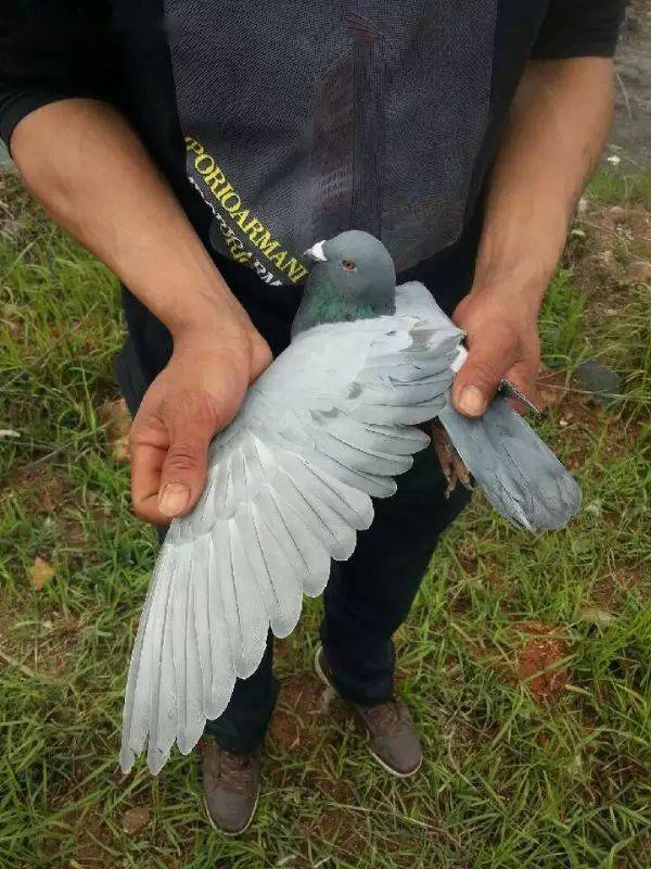 这些名满天下的大名鸽的翅膀欣赏,顶级快速鸽的翅膀都有这些特征!