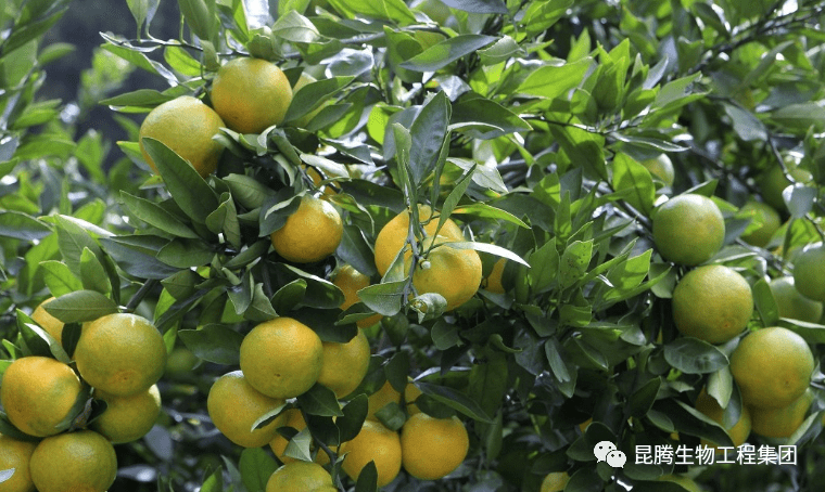 柑橘2月管理要点 强壮春梢 保证花果质量很重要 作物
