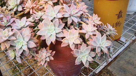 云之南多肉园:芒果美人悬崖老桩来了,小众的也很美!