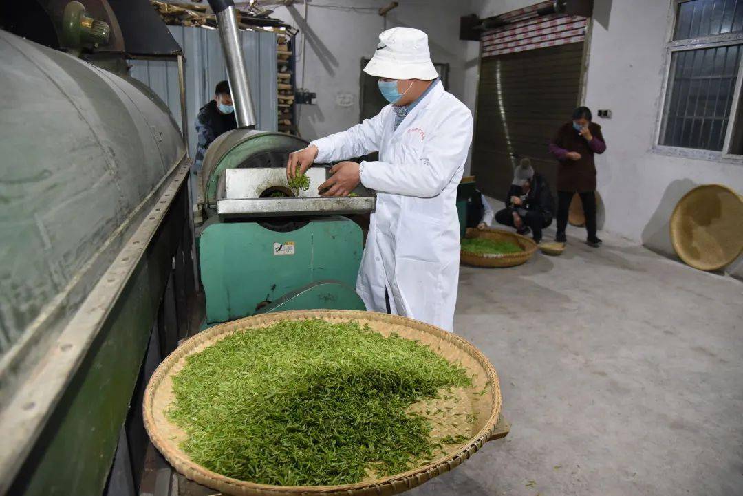 ▲茶叶加工2015年，夫妻共同创办了汉中市芳悦茶业科技有限公司。同时，在