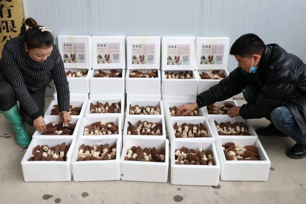 图说天柱蓝田镇1000亩羊肚菌新鲜上市采摘销售忙